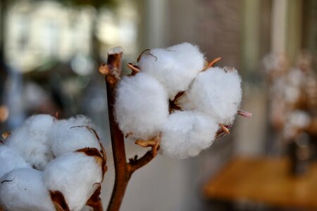 Branches cotton cotton grass