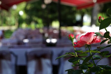 Dining Area garden restaurant photo