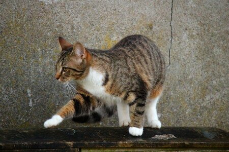 Animal asphalt cat
