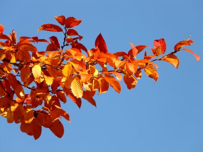 Branch leaves leaf photo