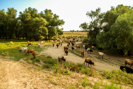 Herd photo