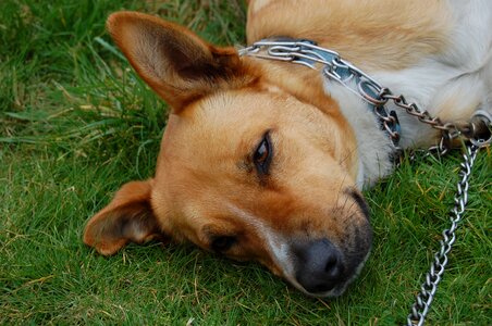 White grass lying photo