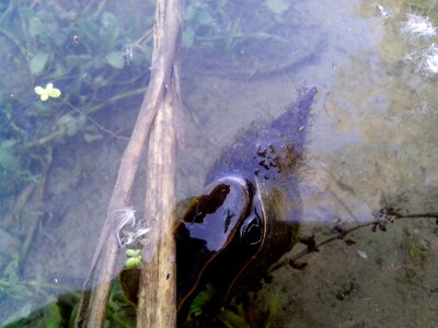Auger river water