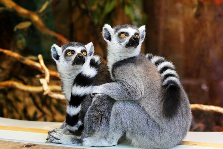 Ring-tailed Lemurs photo