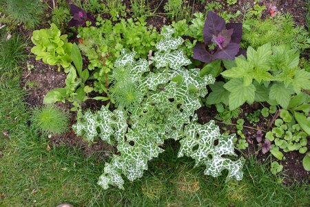 Herbs plant natural