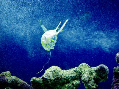 Animal creature underwater
