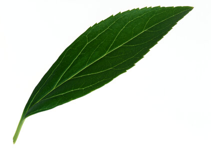 Single isolated leaf on a white background photo