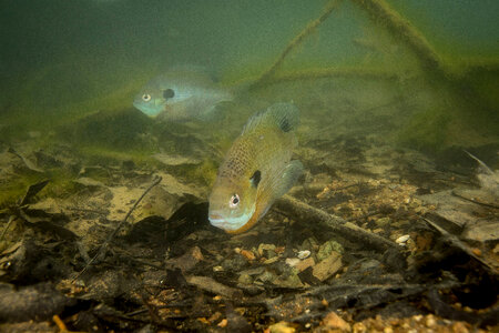 Bluegill on nest-1