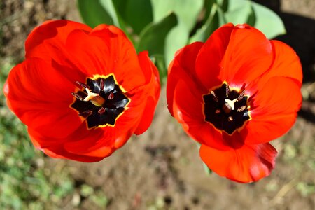 Beautiful Flowers red tulip photo