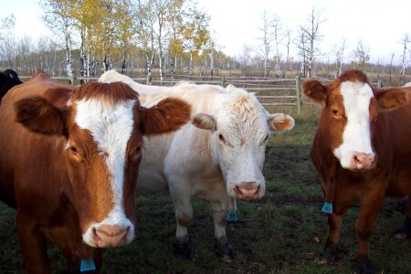 Farm rural beef photo