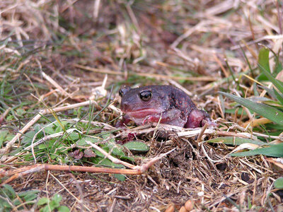 Eastern Spadefoot Toad - Scaphiopus holbrookii photo