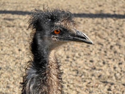 Africa ostrich animal photo