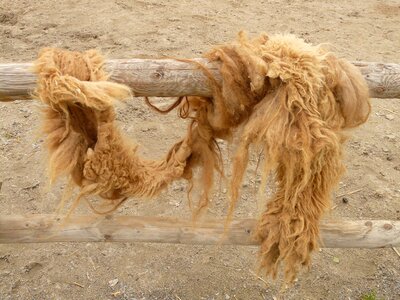 Camel animal fur wuschelig photo
