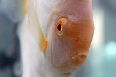 Cream White Fish Front photo