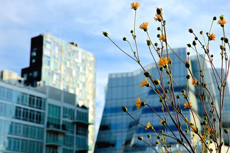 Architecture blossom building