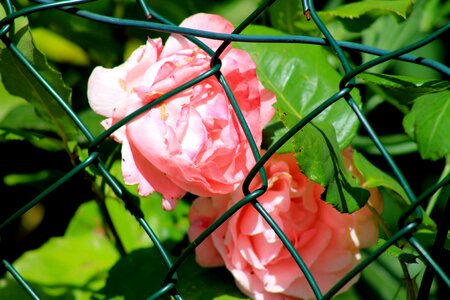 Flowers shrubs green photo