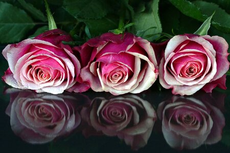 Beautiful Photo petals romance