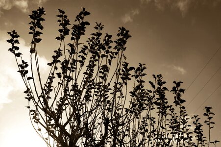 Sepia dark sky photo