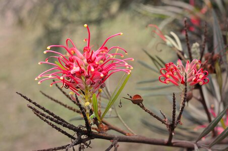 Bloom blooming blossom photo