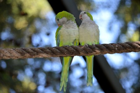 Bird fly wings photo