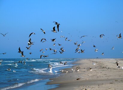 Sea flock of birds birds