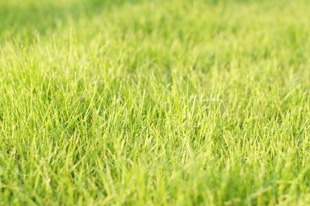 Green fresh spring