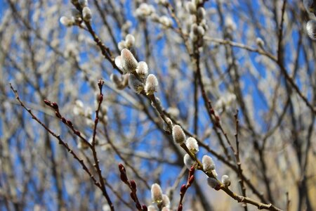 Branch season trees