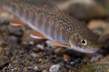 Dolly Varden-2