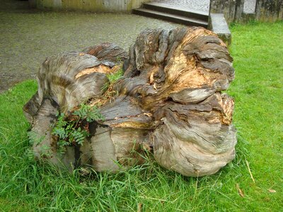 Root nature green