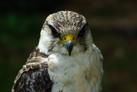Falconry prey eye photo
