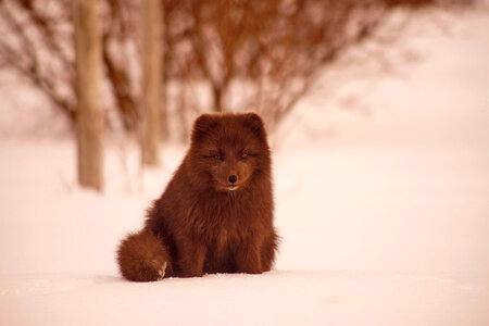 Arctic Fox in the Snow