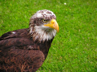 Predator bird eagle photo