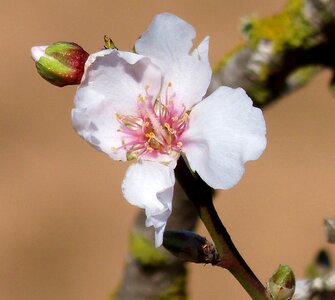 Macro almonds pink photo