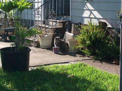 Backyard cat 