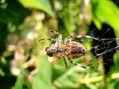 Grass forest cobweb