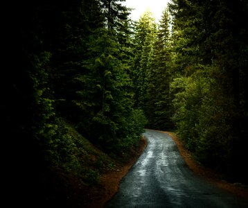 Forest forest path forest road photo