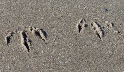 Beach desert foot