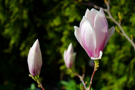 Pink blütenmeer magnolia × soulangeana