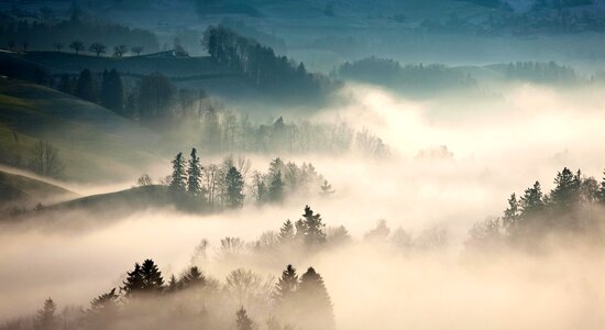 Foggy pine weather photo