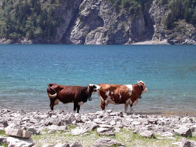 Cow water mountain