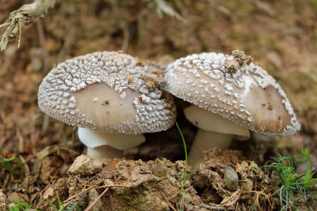 Forest mushrooms in the grass photo