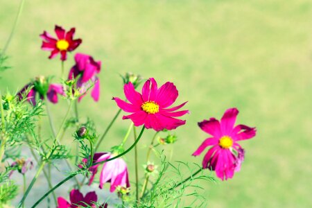 Rosa violet summer flowers