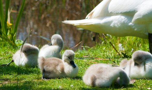 Bird birds cute photo