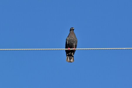 Dark Blue fair weather pigeon