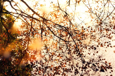 Branches cloud leaves