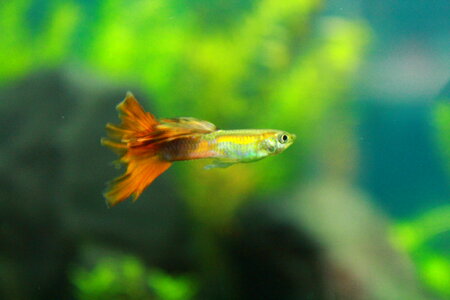 Small Green Fish photo