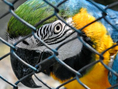 Wildlife parrot animal