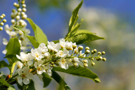 White flowers photo