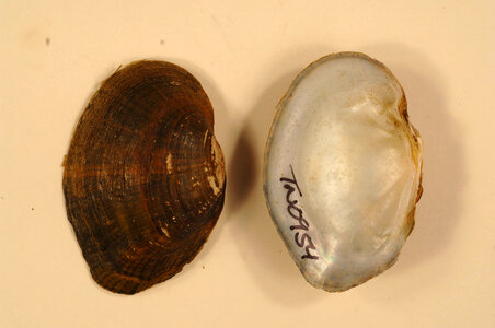 Epioblasma ahlstedti