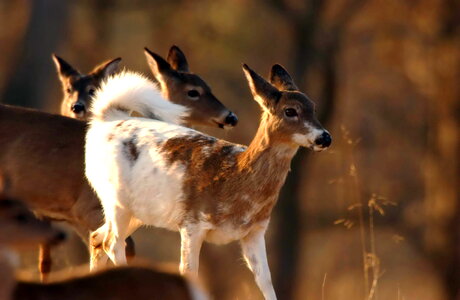 Deer going white